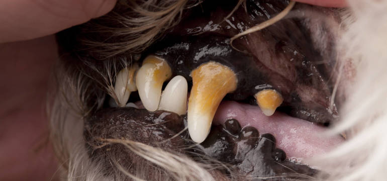 Stomatologia zwierząt - zadbaj o zęby swojego pupila w Przychodni Weterynaryjnej Losvet