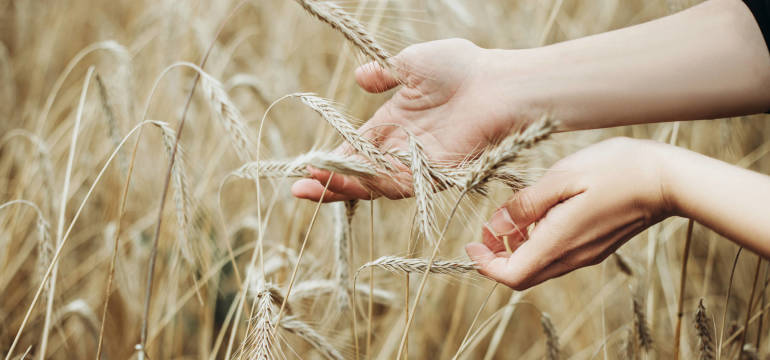 Materiał siewny wpływa na jakość plonów