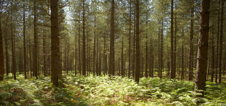 Pielęgnowanie drzewostanu z pomocą firmy Ekosystem