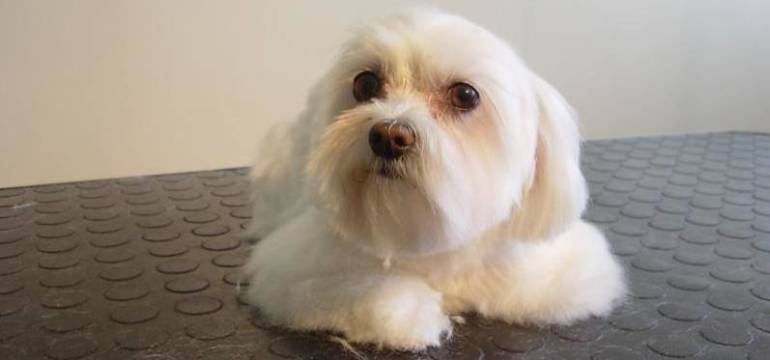 Profilaktyka zwierząt z przychodnią Weterynaryjną San-Wet