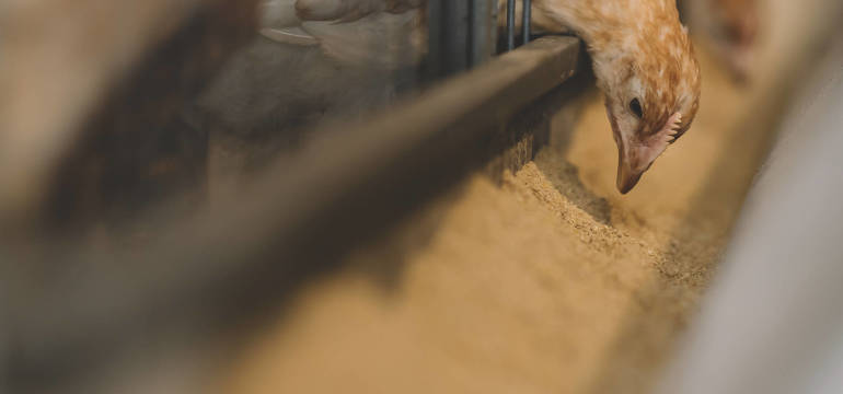 Pełnoporcjowe pasze od Grupy Cedrob