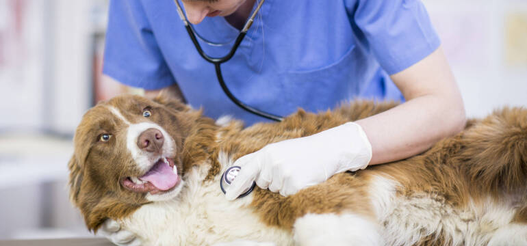Jakie usługi może oferować gabinet weterynaryjny? Przychodnia weterynaryjna Felis Agnieszka Hałakiewicz-Czernicka