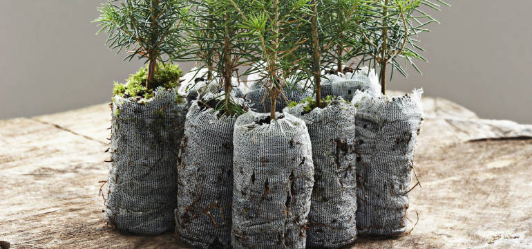 Sadzenie drzew i inne usługi leśne oferowane przez firmę Treecare