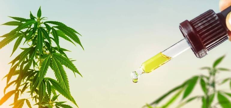 Jak wygląda leczenie epilepsji medyczną marihuaną? Konopne Ziółko