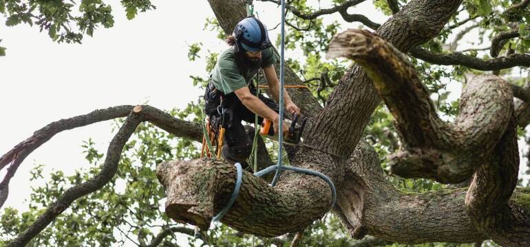 Wycinka alpinistyczna drzew – co warto wiedzieć? Arbo Tree