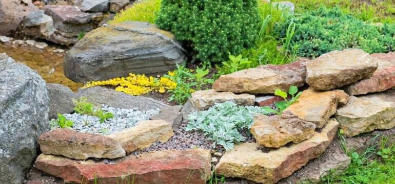 Jakie rośliny do skalniaków? Oto propozycje idealne dla Twojego ogrodu od Centrum Ogrodniczego Sequoia
