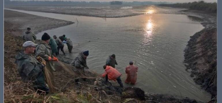 Gospodarstwo Rybackie w Brzeszczach - Twój dostawca ryb słodkowodnych