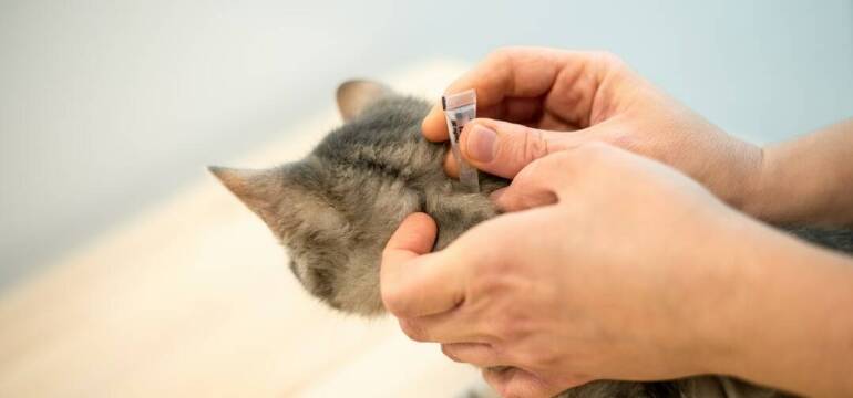 Przychodnia Weterynaryjna Dominika Domańska-Chrzanowska: Czipowanie zwierząt - dlaczego warto zdecydować się na ten zabieg?