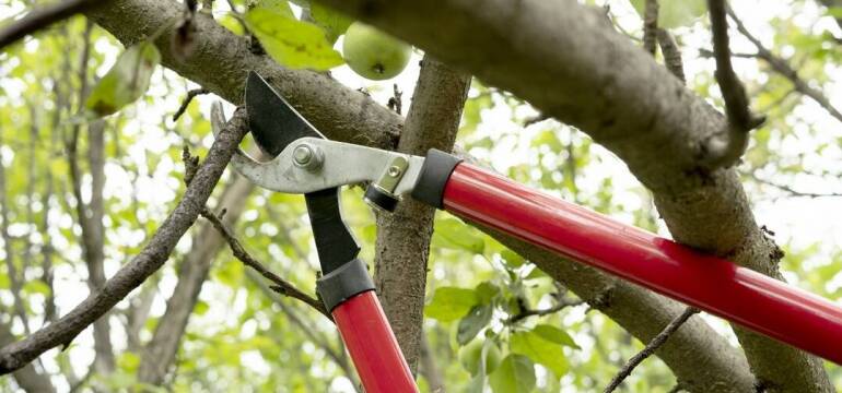 Przycinanie drzew z firmą Impresja: kiedy, jak i dlaczego warto przycinać gałęzie?