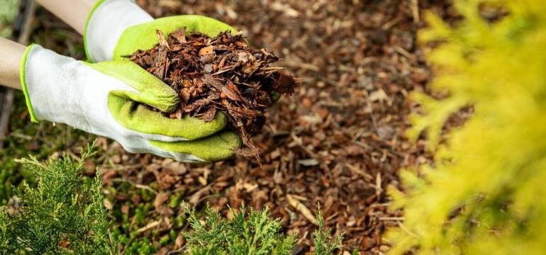 Kora sosnowa w ogrodzie skalnym - zastosowanie i korzyści | Kor-Drew