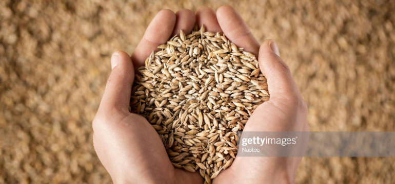 Jak wygląda krajowy rynek handlu zbożem?