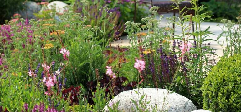 Wrzosy w ogrodzie – piękno i trwałość roślin