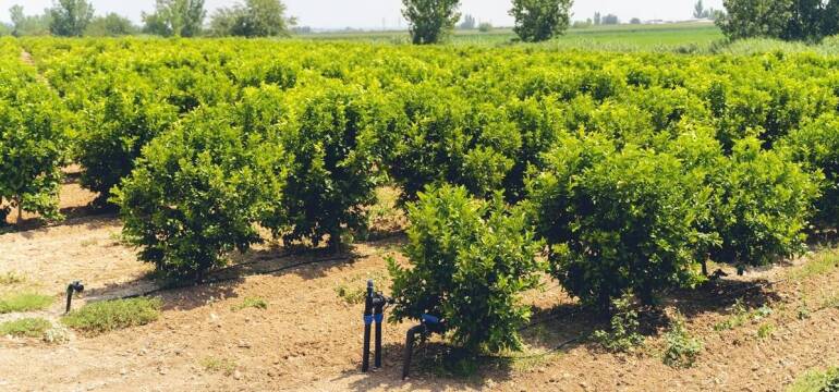 Podkładki wegetatywne jabłoni – klucz do sukcesu upraw