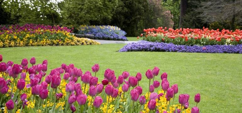 Zakup cebulek kwiatowych – Hurtownia Ogrodnicza