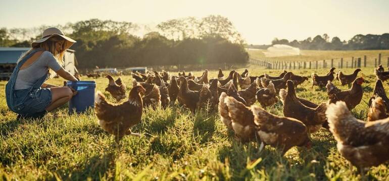 Hodowla drobiu w Ostrowąsie – znaczenie dla lokalnej gospodarki