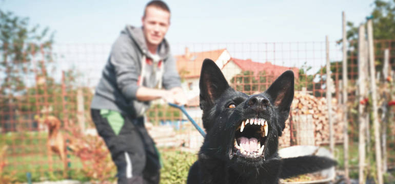 Leki psychotropowe w leczeniu zwierząt