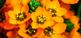 Śniedek - jak pielęgnować kwiat ornithogalum?