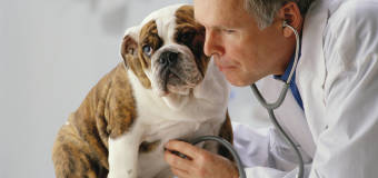 Jak prawidłowo dbać o zdrowie zwierząt domowych?