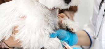 Problemy ze stawami u psów – jakie są typowe schorzenia i jak pomóc pupilowi