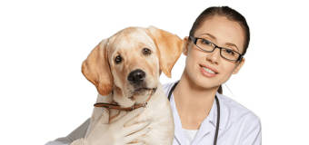 Kompleksowe leczenie i pielęgnacja psów w gabinecie weterynaryjnym Avet Renaty Potempy