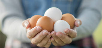 Wysokiej jakości jajka z gospodarstwa Krzysztofa Borowika