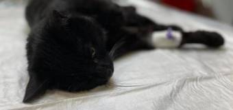 Lecznica weterynaryjna Cztery Łapy. Wszystko, co musisz wiedzieć o chirurgii weterynaryjnej