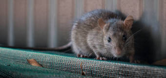 Na czym polega profesjonalna deratyzacja?