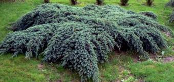 Jakie wymagania uprawowe mają jałowce?