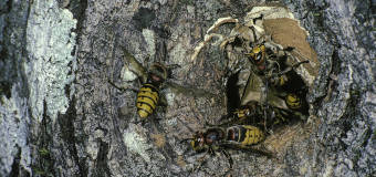 Jak bezpiecznie pozbyć się gniazda szerszeni? Sprawdź opinię specjalistów z firmy Kris DDD!