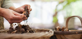 Rośliny cebulowe do sadzenia jesienią w ofercie Centrum Ogrodniczego Sequoia