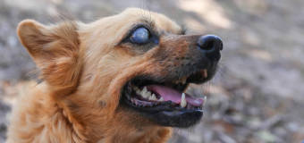 Ślepota u psów – przyczyny, objawy i leczenie