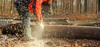 Jakie są najczęstsze przyczyny wycinki drzew?