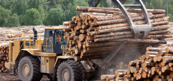 Czym zajmuje się Krzysztof Dołgoszyj Mobilne Usługi Tartaczne?