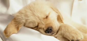 Jakie usługi świadczy Gabinet Weterynaryjny Dogowo?