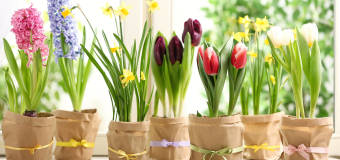 Wiosenne kwiaty w mieszkaniu. Jakie wybrać?