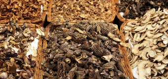 Grzyby suszone i mrożone – Polgrzyb Urszula Jedynak