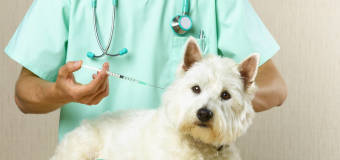 Jakie są obowiązkowe szczepienia dla psów i kotów?