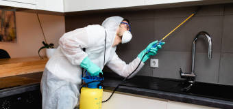 Na czym dokładnie polega dezynfekcja, dezynsekcja i deratyzacja z firmą Robak?