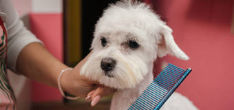 Zadbaj o komfort swojego pieska dzięki usługom salonu ALICE I MILLI!