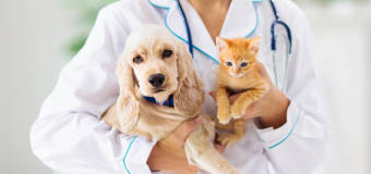 Co oferuje gabinet Beaty Musiał w ramach profilaktyki weterynaryjnej?