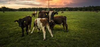 Jak zapewnić właściwe warunki hodowli zwierząt? Sprawdź ofertę firmy Skup i sprzedaż zwierząt rzeźnych i hodowlanych Krzysztof Zbrzeźniak