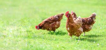 Zakład Wylęgu Drobiu Marianny Krysiak – sprzedaż drobiu, któremu możemy zaufać.