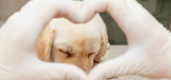 Profilaktyczne wizyty u weterynarza - Radomskie Centrum Małych Zwierząt 