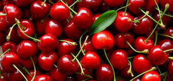  Specjalista ze Szkółki Roślin Ozdobnych Cyprys charakteryzuje przykładowe odmiany czereśni