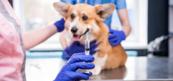 Szczepienie psów w ofercie Przychodni Weterynaryjnej Manhattan Lek. Wet. Ewa Pawełek