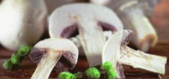 Co warto wiedzieć o działalności Skupu i Sprzedaży Pieczarek Tomasza Sakowskiego w miejscowości Żelków-Kolonia