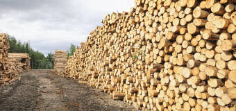 Pracujesz z drewnem na co dzień? Sprawdź ofertę tartaku Drewskład