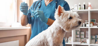 Poznaj sposób działania i znaczenie szczepień psów dostępnych w ofercie gabinetu weterynaryjnego Andrzeja Szkarłata
