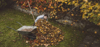 Na czym polegają usługi sprzątania terenów zielonych oferowane przez Agencję Wiroko?