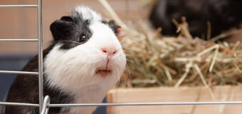  Skompletuj wyprawkę dla gryzonia w sklepie zoologicznym Pigi Shop & Edu